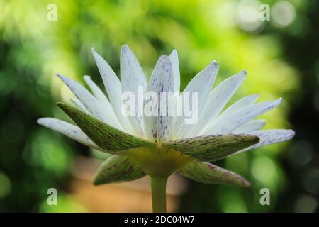 Lotus auf grünem Hintergrund Stockfoto