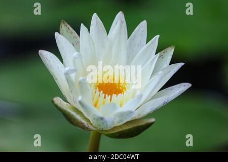 Lotus auf grünem Hintergrund Stockfoto