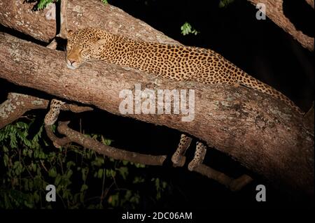 Leopard (Panthera pardus) nachts in einem Baum liegend, South Luangwa National Park, Mfuwe, Sambia, Afrika Stockfoto