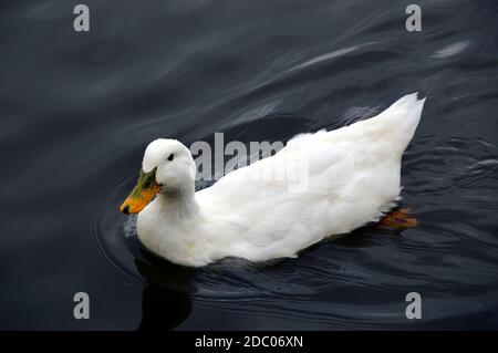 Weiße Pekin-Ente mit Wassertropfen beim Kopfschwimmen Im Teich Stockfoto