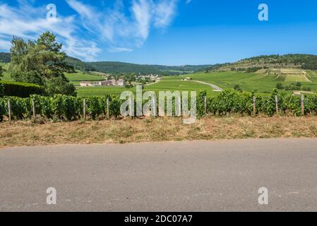 Blick auf in den Weinberg in Burgund Heimat von Pinot Noir und chardonnay im Sommer Tag mit blauem Himmel. Stockfoto