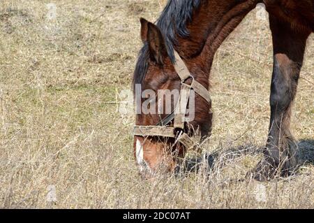 Braunes erwachsenes Pferd mit schwarzen Fransen und Mähne, die Gras fressen Auf der Wiese an einem frühen Frühlingstag Stockfoto