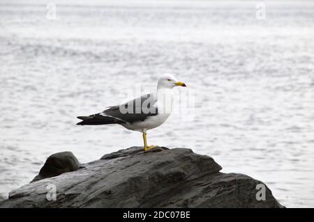 Möwe sitzt auf dem Stein des Meeres von ​​Japan an einem bewölkten Frühlingstag. Fernost, Russland Stockfoto