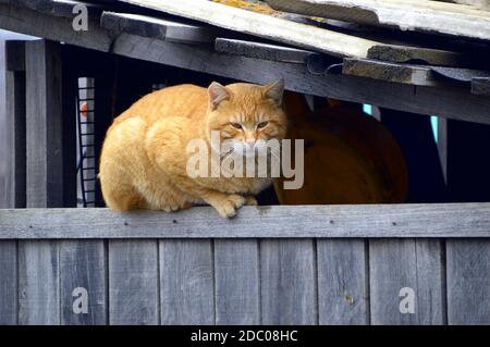 Straße Fett rote Katze liegt auf dem Zaun Stockfoto