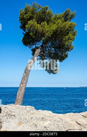 Einsame Kiefer am Meer in Kroatien gesehen Stockfoto