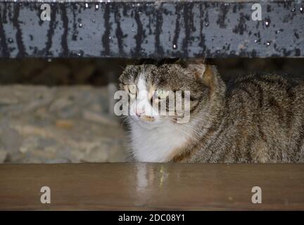 Tabby junge Katze versteckt sich vor dem Regen unter der Veranda Des Hauses Stockfoto