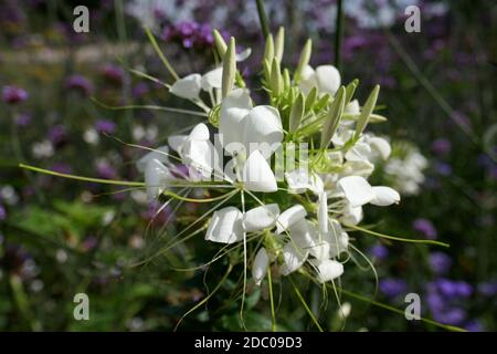 Tarenaya hassleriana Stockfoto