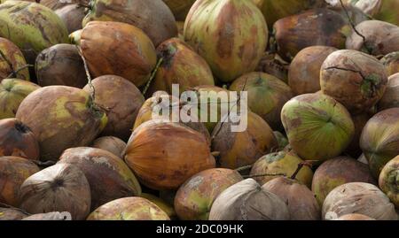 Haufen reifer Kokosnüsse aus der Ernte der Kokosnussplantage in Thailand. Rohstoff für die Herstellung von nativem Kokosöl und Kokosmilch Industrie Stockfoto