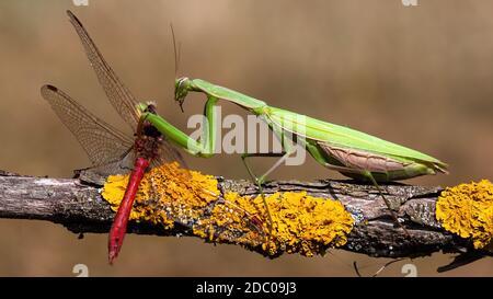 Grüne europäische Mantis, Mantis religiosa, Fütterung auf roten Libelle im Sommer Natur. Raubtier Insektenjagd auf Zweig. Wildes Tier in natürlicher Umgebung Stockfoto