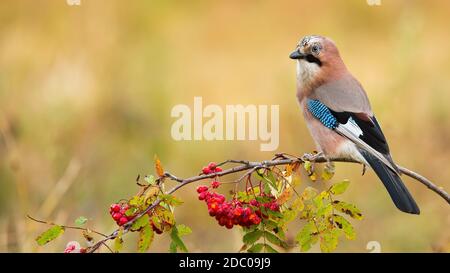Eurasischer eichelhäher, garrulus glandarius, sitzend auf Ast in herbstlicher Natur mit Kopierraum. Bunte Vogelbeobachtung auf Zweig mit roten Beeren. Kleine Feathe Stockfoto