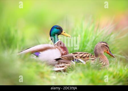 Zwei Stockenten, anas platyrhynchos, sitzen im Gras in der sommerlichen Natur. Ein Paar wilder Vögel, die von der Seite im Feuchtgebiet schwimmen. Ente schwimmen Männchen und Weibchen Stockfoto