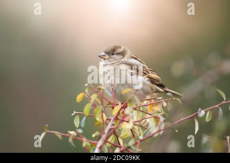 Kleiner Haussperling, Passant domesticus, sitzend auf Zweig im Herbst Natur. Niedlicher brauner Vogel ruht auf dem Ast mit Kopierplatz. Gefederter songbird-Look Stockfoto