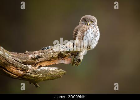 Einsame eurasische Zwergeule, glaucidium passerinum, beobachtet die Umgebung, während sie auf einem alten Stumpf sitzt. Adorabe wenig Raptor mit Blick auf Kamera, während h Stockfoto