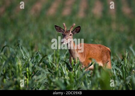 Jungtiere Rotwild, Cervus elaphus, satg stehend in Mais im Sommer Natur. Junge Tiere beobachten im Sommer auf dem Feld. Wildsäuger füttern auf dem Bauernhof Stockfoto