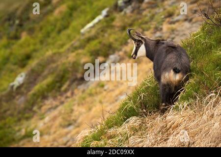 Tatra chamois, rupicapra rupicapra tatrica, stehend auf Bergen im Herbst Natur. Pflanzenfressende gehörnte Tier Blick hinunter ein Tal mit Gras. Wild M Stockfoto