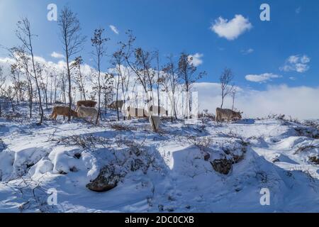 Kühe am Berg mit Schnee im Sanabria, in der Nähe der See, Castilla y Leon, Spanien Stockfoto