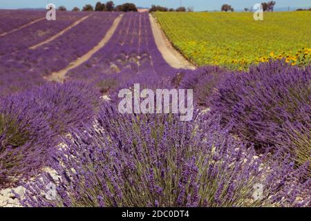 Schönes Feld mit Lavendel und Sonnenblumenblumen. Französische Provence in der Nähe von Valensole Stockfoto