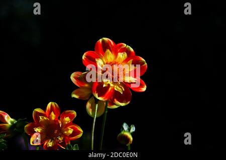 Rot orange blühende Dahlien Stockfoto