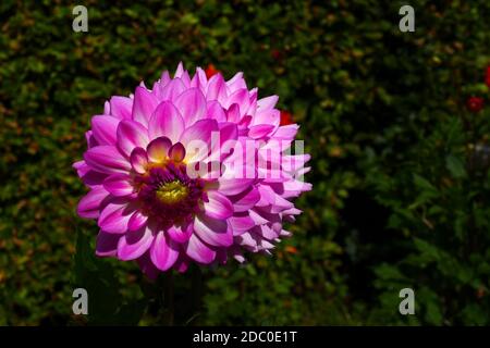 Seerose Dahlia Alauna Craqueline Stockfoto