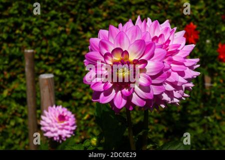 Seerose Dahlia Alauna Craqueline Stockfoto