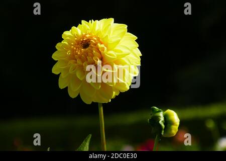 Gelb blühende Dahlien Stockfoto