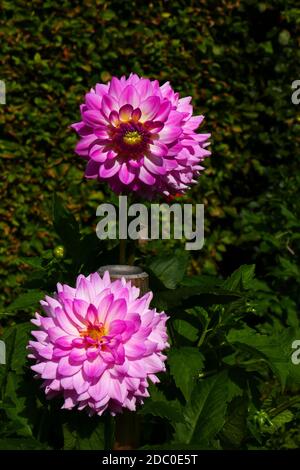 Seerose Dahlia Alauna Craqueline Stockfoto