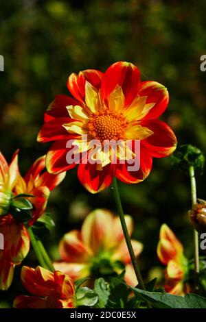 Rot orange blühende Dahlien Stockfoto