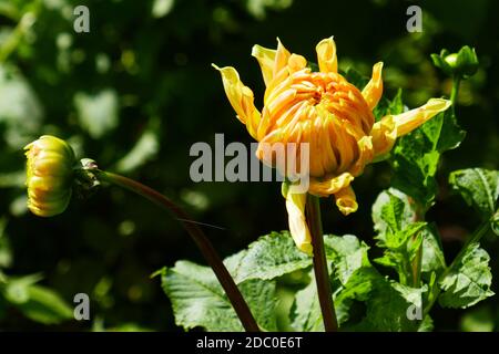 Gelb blühende Dahlien Stockfoto