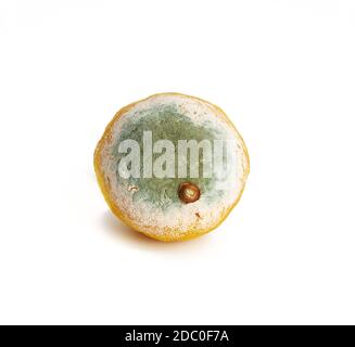 Gelbe Zitrone mit Schimmel auf weißem Hintergrund, verdorbene Frucht, Nahaufnahme Stockfoto