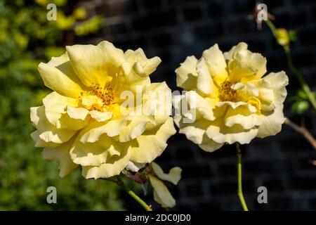 Rose 'Korlillub' (rosa) eine gelbe mehrjährige Frühling Sommer Herbst Blume Strauch bekannt als 'Lichtkonigin Lucia', Stock Foto Bild Stockfoto