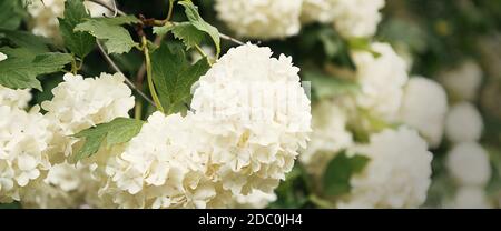 Kugelförmige große Cluster von weißen Blüten auf hohen Büschen mit grünen Blättern. Der blühende Baum. Natürlicher Hintergrund. Stockfoto