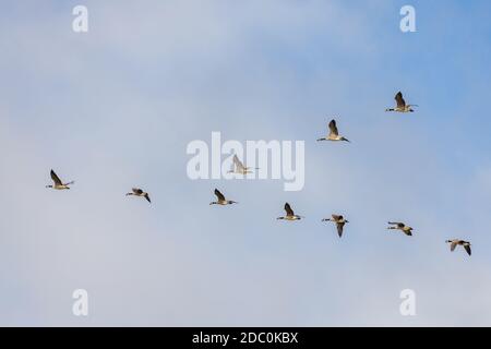 Kanada Gänse fliegen über Felder in der Nähe von East Grinstead Stockfoto