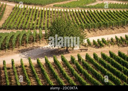 Schöne Hanglagen Weinberge entlang des Rheins bei rüdesheim und Das niederwalddenkmal in Deutschland Stockfoto