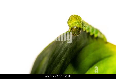 Nahaufnahme der Raupe Angle Shades auf einem grünen Blatt Auf weißem Hintergrund Stockfoto