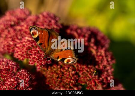 Nahaufnahme von einem roten Schmetterling auf roter Blüte, Rhön, Hessen, Deutschland Stockfoto