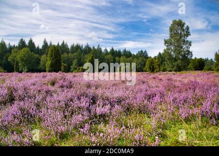 Die Heide blüht in der LÃ¼neburg Heide Stockfoto