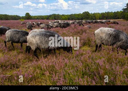 Die Heide blüht in der LÃ¼neburg Heide Stockfoto