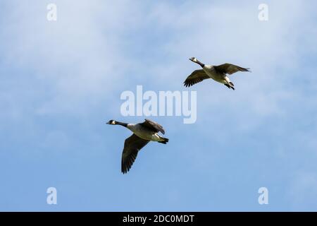 Kanada Gänse fliegen über Felder in der Nähe von East Grinstead Stockfoto