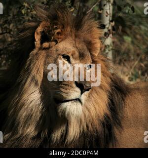 „Löwe“, „Afrikanischer Löwe“, „männl. Löwe“, „Löwenmähe“, „afrikanische Tierwelt“, „König des Dschungels“, „Stolz“, „Kopf der weißen Löwen“ Stockfoto