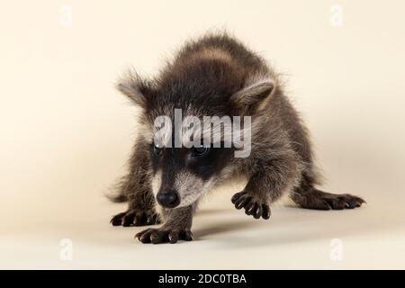 Waschbär (Procyon lotor), frontal, laufend, zeigt zur Seite, Jungtier, Captive, 8 Wochen, Studioaufnahme Stockfoto