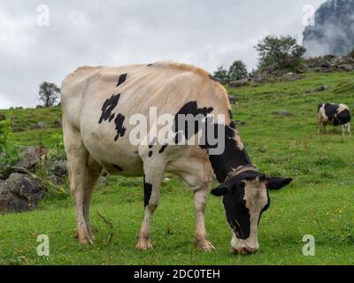 Milchkuh auf einer Alm Stockfoto