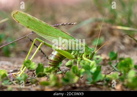 Gro en Heu Pferd Tettigonia Viridissima M nnlein Gro es Heupferd gro-en-heu-pferd-tettigonia-viridissima-m-nnlein-gro-es-heupferd