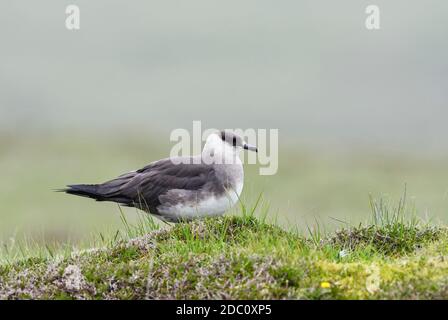 Arctic Skua - Stercorarius parasiticus, eleganter Flieger aus dem Atlantik und Pazifik, Shetlands, Schottland, Vereinigtes Königreich. Stockfoto