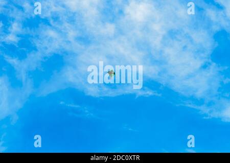 Drachen fliegen in den Himmel. Drachen fliegendes Bild mit blauem Himmel und weißen Wolken. Fotografie am Vorabend von Vishwakarma Puja in Kalkutta. Niedrige Engelsaussicht. Mo Stockfoto
