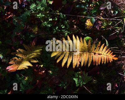 Schöne Ansicht von oben auf zwei verfärbte Farnblätter (Polypodiopsida) mit gelben und roten Farben teilweise durch das Sonnenlicht in der Herbstsaison beleuchtet. Stockfoto