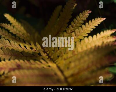 Nahaufnahme Draufsicht auf schöne verfärbte Farnblätter mit gelben und roten Farben teilweise durch Sonnenlicht in der Herbstsaison im Wald beleuchtet. Stockfoto