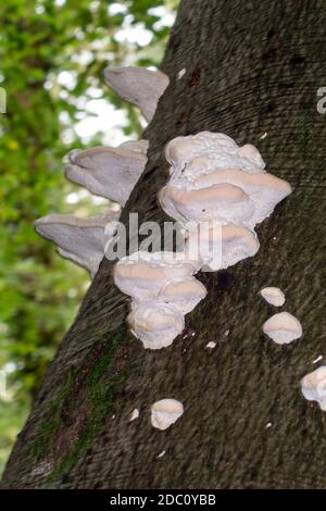 Regalpilz, auch Bracketpilz (basidiomycete) genannt, der auf einem Baum wächst Stockfoto