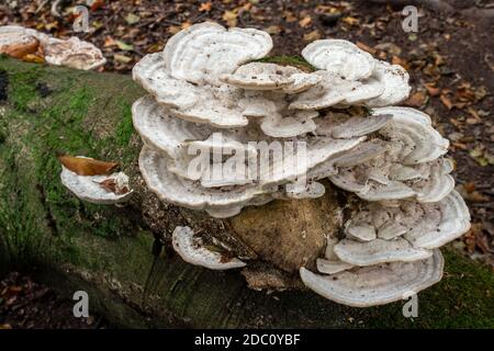 Regalpilz, auch Bracketpilz (basidiomycete) genannt, der auf einem gefallenen Baum wächst Stockfoto