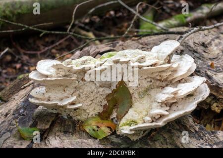 Regalpilz, auch Bracketpilz (basidiomycete) genannt, der auf einem gefallenen Baum wächst Stockfoto