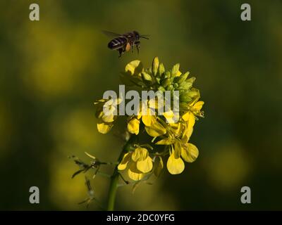 Makro-Fotografie von fliegenden wilden Biene auf der Suche nach Nektar nähert sich Blütenkopf der Rapspflanze mit gelb gefärbten Blüten auf landwirtschaftlichen Feld. Stockfoto
